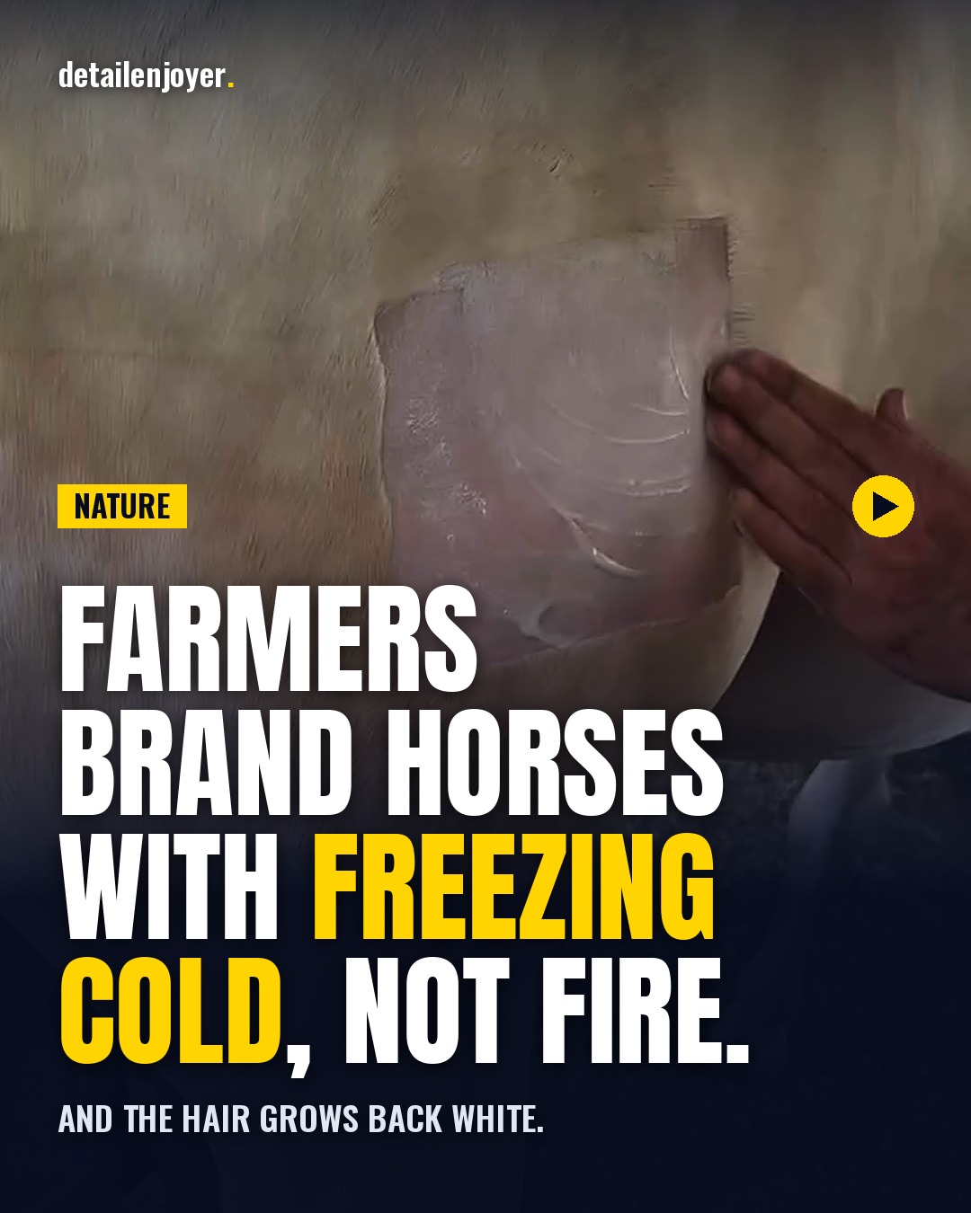 Freeze Branding Explained: Marking Horses and Cattle With Extreme Cold: video cover